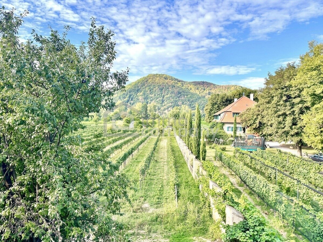 Tradition trifft auf touristische Bestlage – einzigartiger Gasthof in Dürnstein – Foto 4