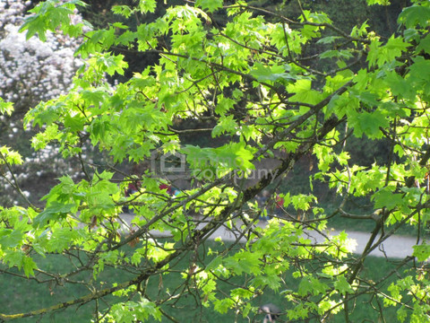 Bezaubernde Wohnung mit schöner Aussicht !! - Renoviert, sehr sonnig ! – 4020 Linz